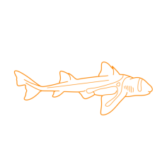 Animals Sharks Port Jackson Shark Craft Design Svg File, Free Vectors File